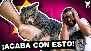 CÓMO EVITAR QUE MI GATO ME ATAQUE EN LAS NOCHES  LA GATERÍA TV