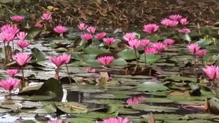 Beautiful Pink Water Lilies at the Pool