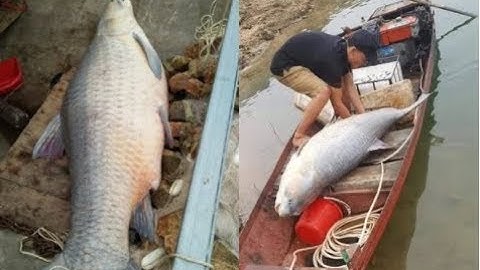 Bắt được cá trắm đen khổng lồ, nặng 61kg ở hồ Thác Bà