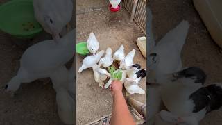 Ternak entok jumbo #animalshorts #duck