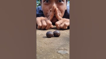 Cute Giant African Pill Millipedes #shortvideo #pillmillipede