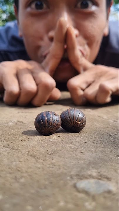 Cute Giant African Pill Millipedes #shortvideo #pillmillipede