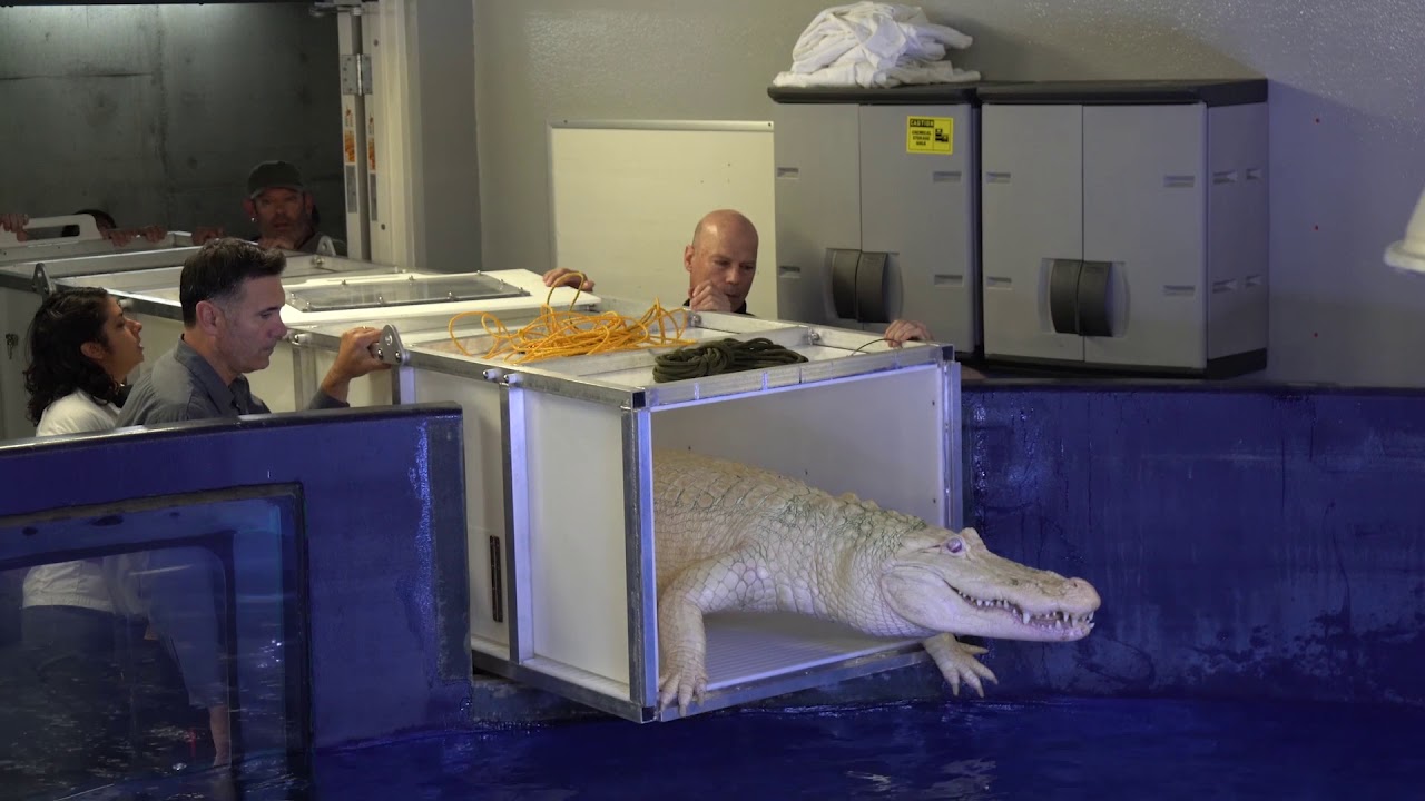 Caring for Claude California Academy of Sciences YouTube