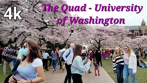 The Quad - University of Washington, Cherry blossoms Season of Blooms.