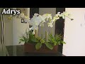 🌼 Centro de Mesa con Orquídeas Blancas y Bambús