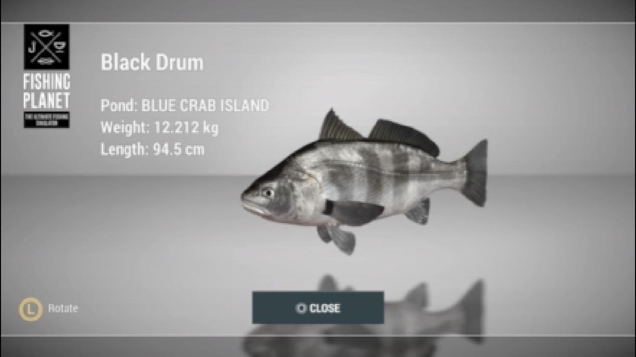 How to catch Black Drum at Blue Crab Island