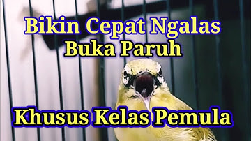 0T4K C3RD4$ C3P4T NG4L45 BUK4 P4RUH, Terapi Masteran Pleci