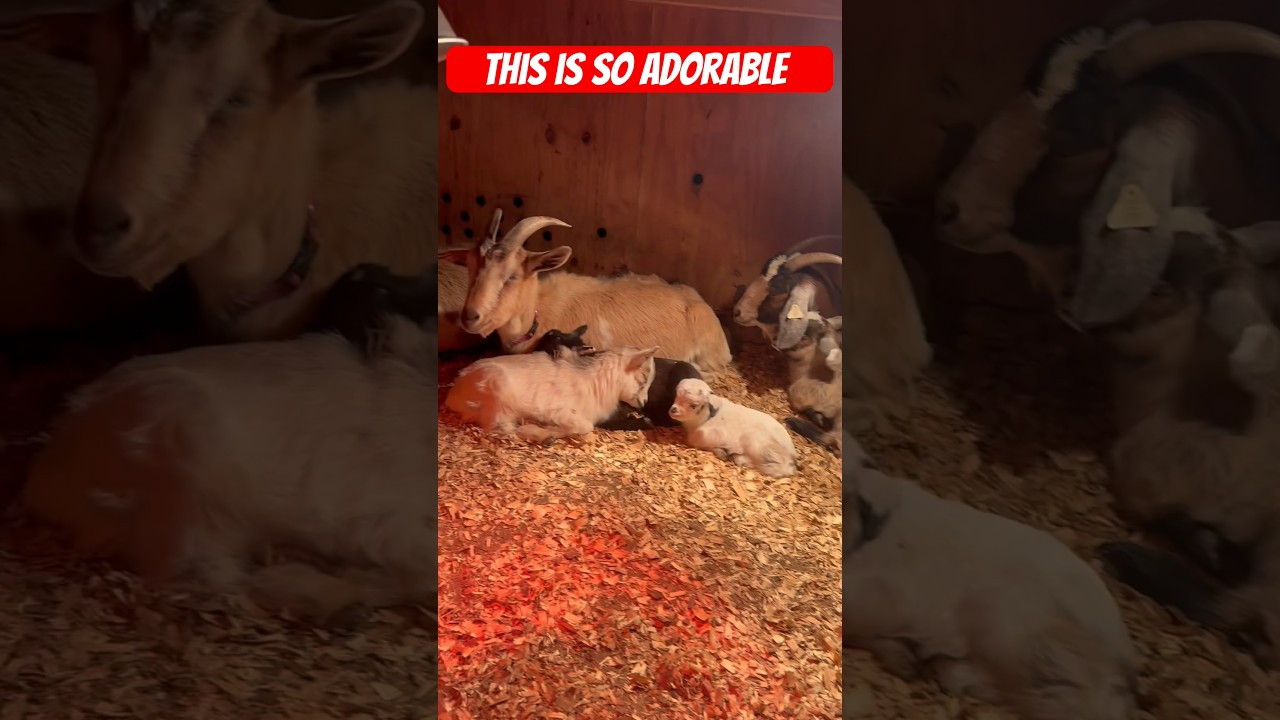 This Is Amazing Site!! Look At All These Baby Goats. 