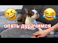 Играем с собакой | дурачимся | Бостон Терьер | playing with Boston Terrier