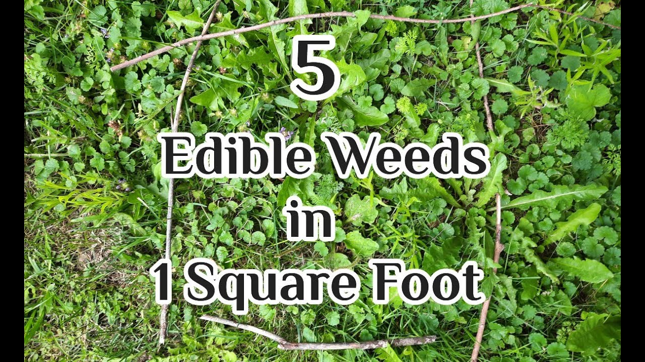 5 Edible Weeds in 1 Square Foot