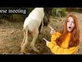 Donkey First Time Female Meeting In Village Beautiful Donkey Sene Donkey First Time Female Meeting In Village Beautiful Donkey Sene