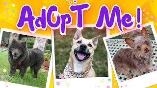 🐶Adopt Me! I'll Love You Forever!💞... | Dog Adoption🦮🏡