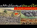 The greatest animal migration on earth  urdu hindi documentary  voice of ilyas