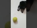 one month German shepherd puppie playing 😍