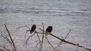 Mississippi River Flyway Cam 7-17-19, BE action