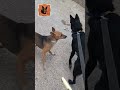 Female street dog Vs Pet Dog#dog #trending #viral #shortsfeed #feed #reaction