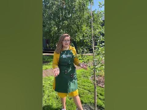 Против парши на яблонях и грушах! #сад #дача #огород - YouTube