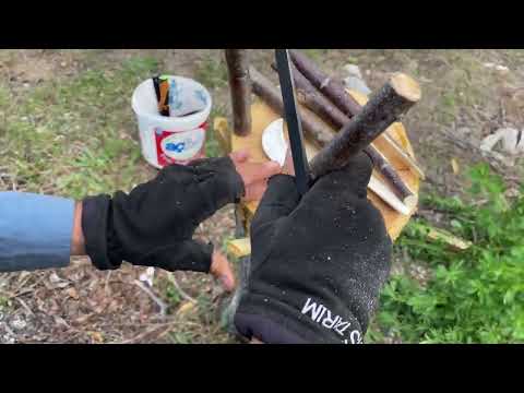 Aşı Yapılacak Cevize Çizik Ne Zaman Atılır