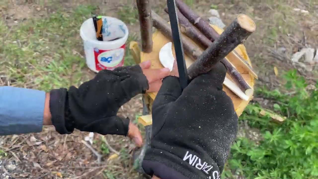 Aşı Yapılacak Cevize Çizik Ne Zaman Atılır 