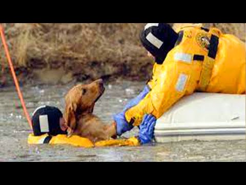 These are Easy Things You Can Do to Help Animals 😍