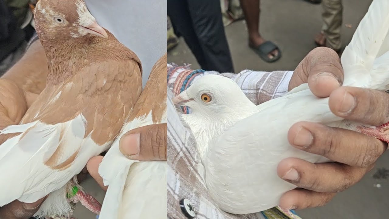 Galiff street pigeon market video || kolkata pigeon market video 