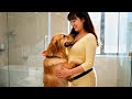 孕媽孕期不孤單! 金毛貼心陪伴的甜蜜日常,互動萌爆全網~~#萌宠出道计划 #funny #饲养员日常 #cute #黃狗 #宠物 #baby #animals #dog