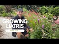 Liatris from seed to flower  perennial garden