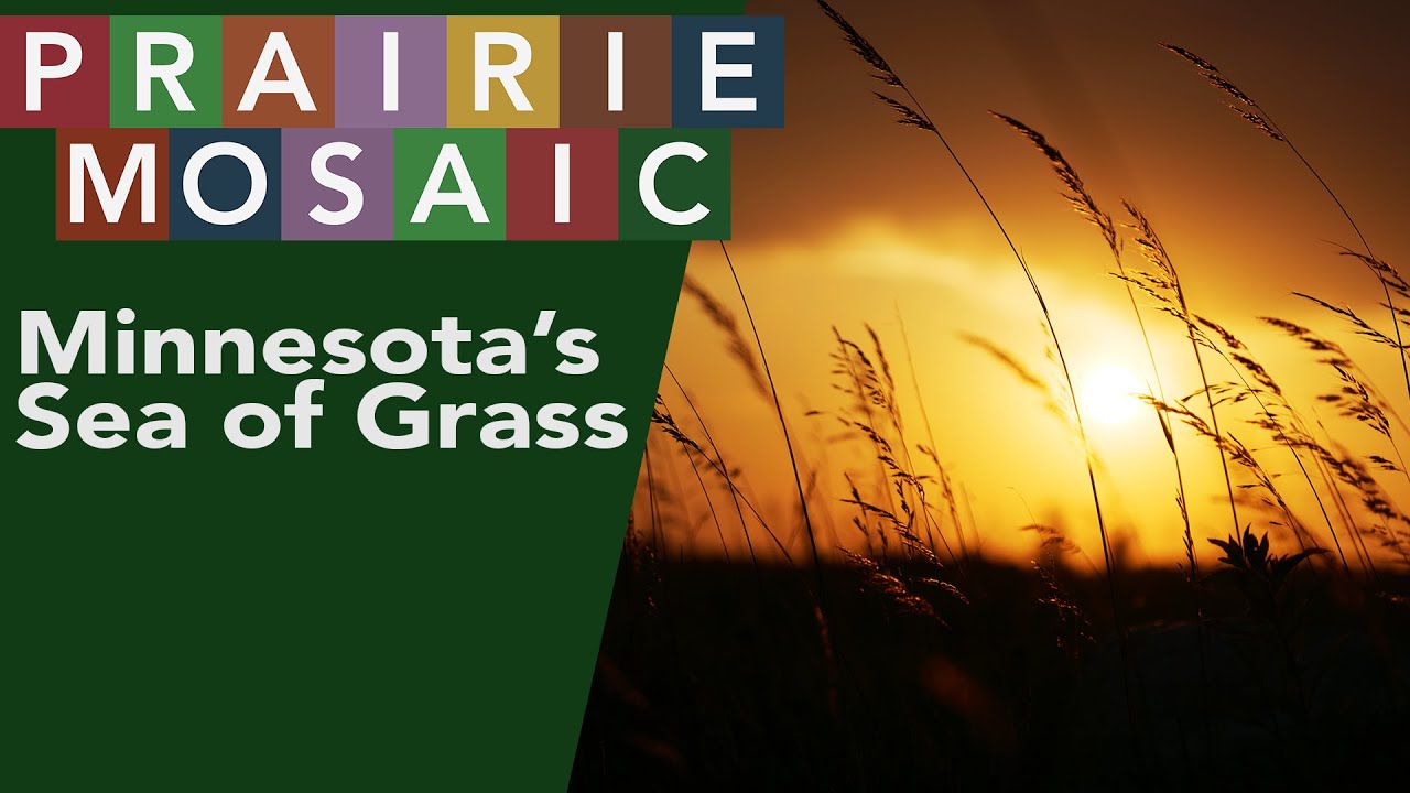 Minnesota's Sea of Grass | Prairie Mosaic