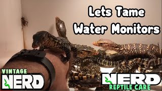 BABY WATER MONITORS LIZARDS  TAME THEM  TRICKS