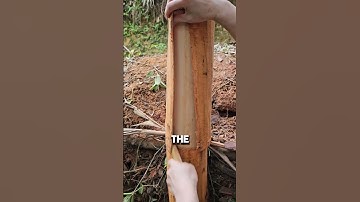 Harvesting Cinnamon from Cinnamomum Cassia Tree