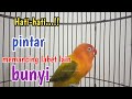 Suara Burung Lovebird Ngekek Panjang Pintar Bikin Bunyi, Hitungan Menit labet diam langsung nyambar