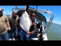 Chrispfish king of the bay california halibut fishing