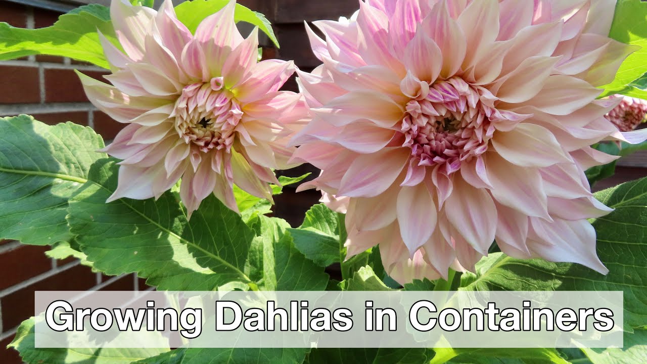 Growing Dahlias in Containers How I Stopped Killing My Dahlias YouTube