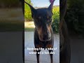 Nothing like a bite of water on a hot day #doberman #dogs #funny