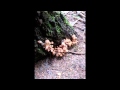 Поход в лес за грибами 2014г