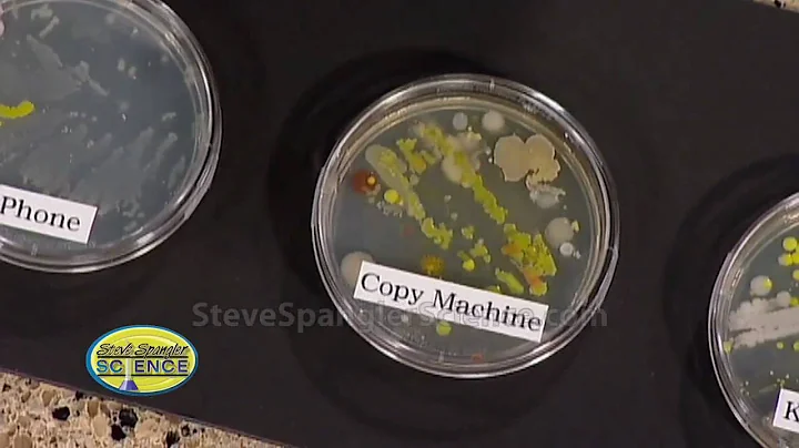 Can wet dishes grow bacteria? (2023)