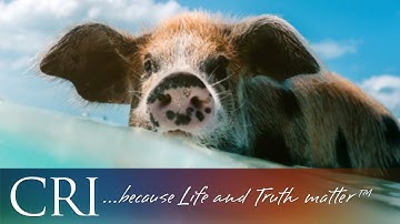 How Did the Animals Disperse Throughout the World After the Flood?