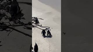 SO CUTE/ Penguins beach Simon’s Town South Africa