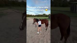 No one loves belly rubs as much as Chikito does!!!#horse #funnyhorse #equestrian #cowgirls #love