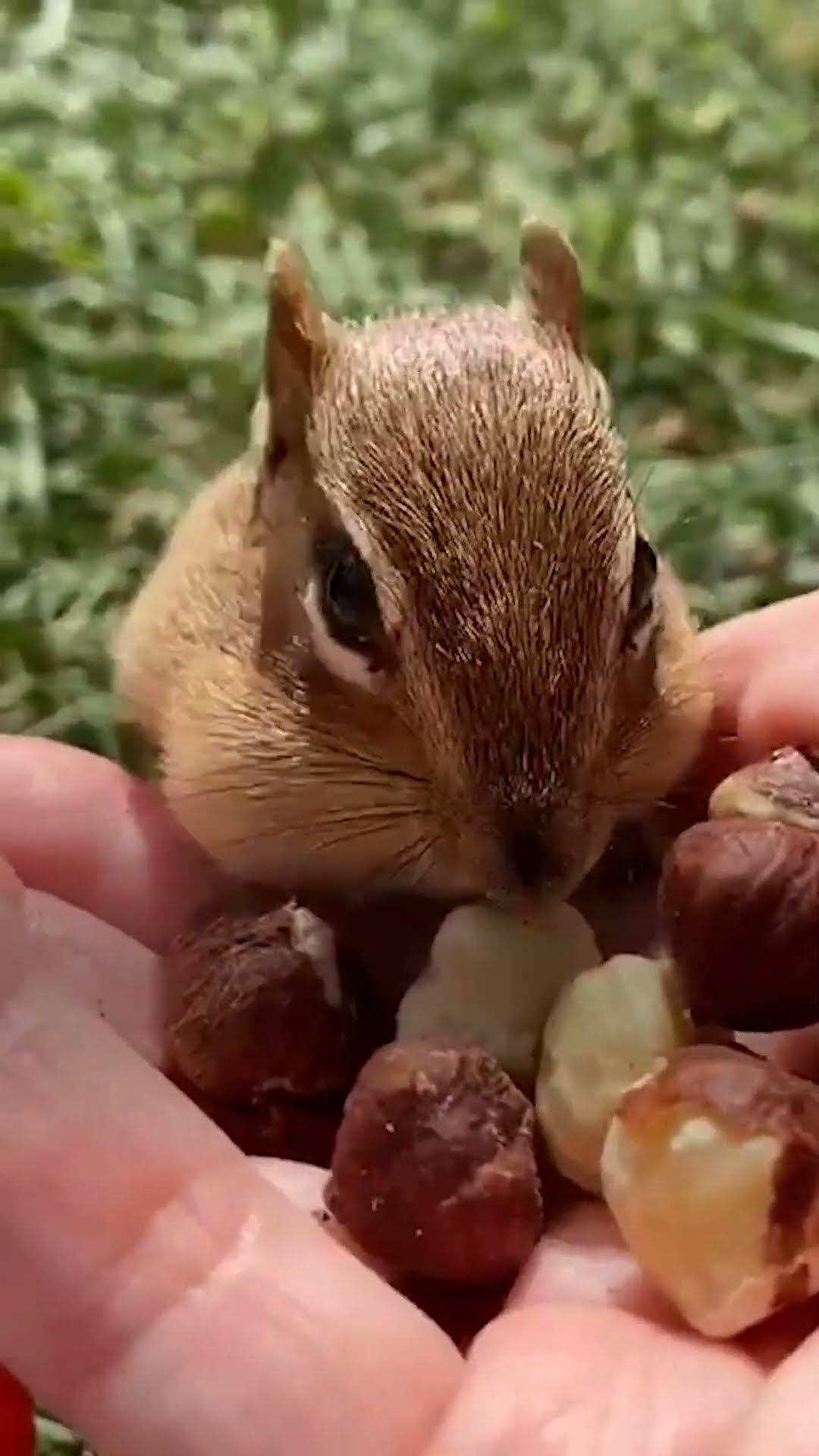Chipmunk Plays Freeze Game With His Human BFF | The Dodo