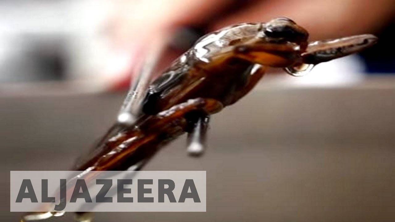 يتحدث طهاة بانكوك بحماس عن طهي الحشرات