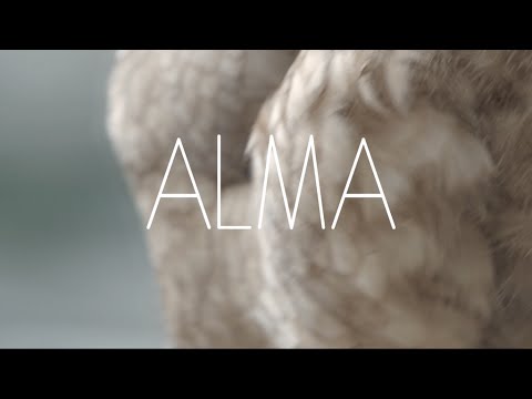 Councillor Video