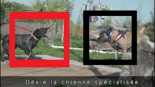 Petit ou grand - Chien s'attaque à tous les chiens !