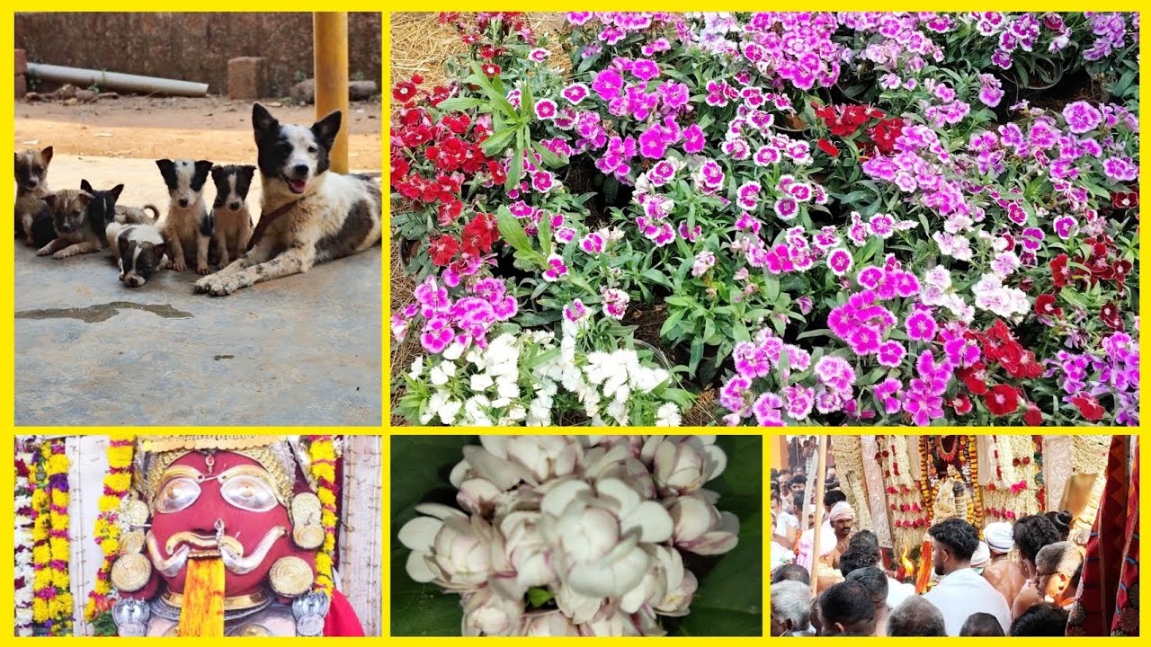 ಮಾನವೀಯತೆ ಇಲ್ಲದ ಕ್ರೂರಿ ಜನಗಳು 😡 ಬೆಕ್ಕು ಬಂತು ನೋಡಿ ❤️#kannada #minivlog @liongirlwithmom 