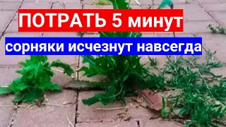 Сорняки Между Плитками И На Дорожках - Забудь Об Этом! Сплошное Избавление От Сорняков С Гербицидами