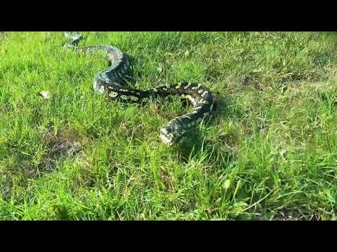 About a Minute with my Gentle Giant Carpet Python - Mr. Majestic Mojo