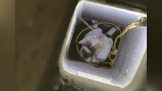 【和貓住】掉入深井的小猫还会引体向上？？