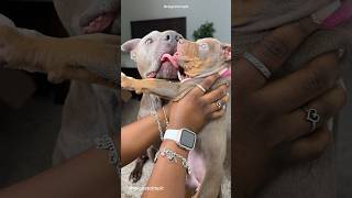 Dog Grooming Routine With New Puppy ! #asmr #puppy #pitbull #doggrooming