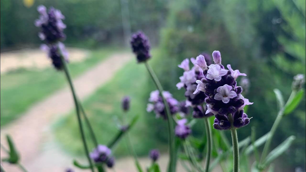 Tour of My New House (sort of ASMR)