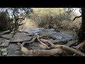 3 HORAS de ARROYO FLUYENDO en la Naturaleza 🎧💦 SONIDO de AGUA Relajante para Dormir Profundamente